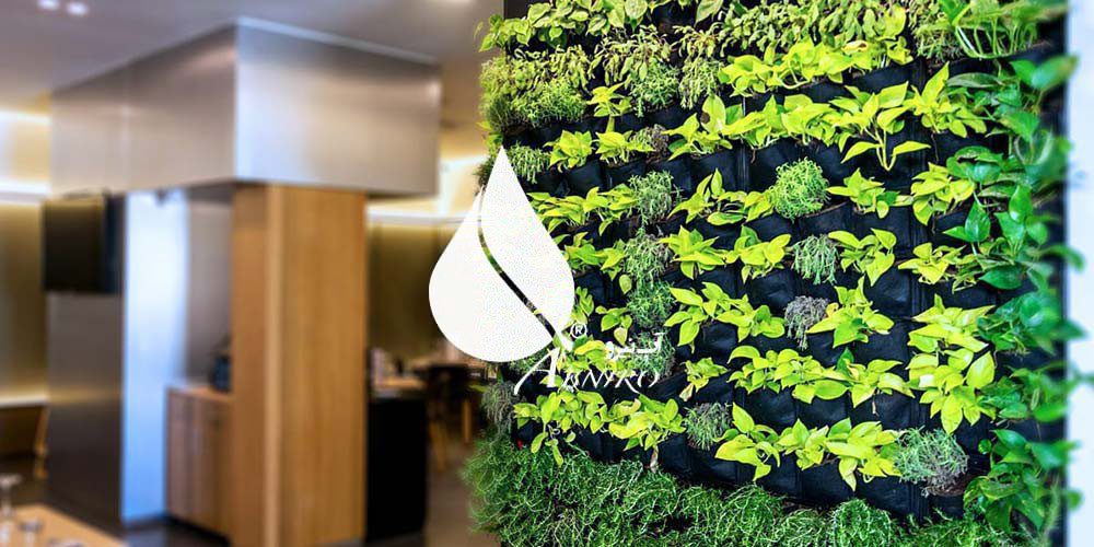 چه گیاهانی در دیوار سبز بهتر رشد می کنند
